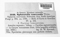 Mycosphaerella convexula image